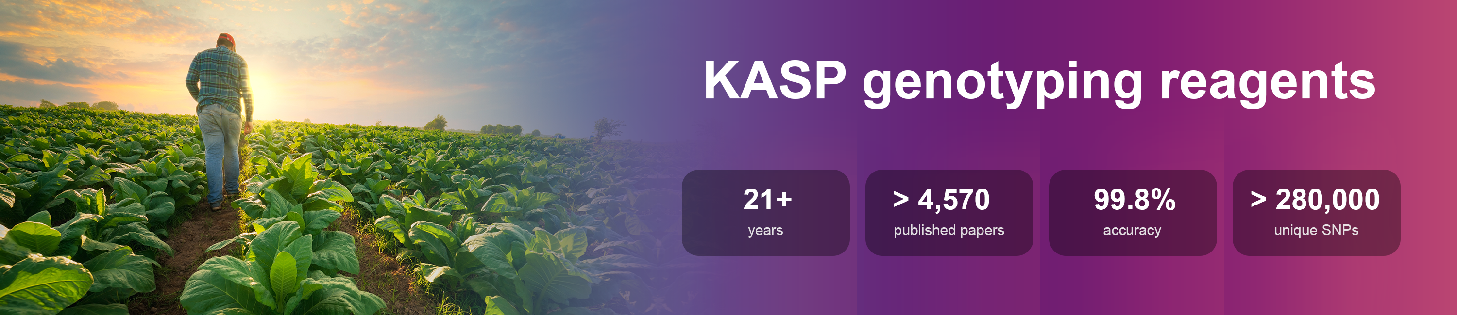 KASP genotyping reagents