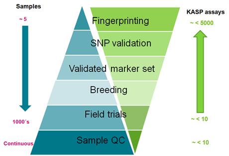 Marker-assisted selection (MAS) in plant and animal breeding (MAB) graph