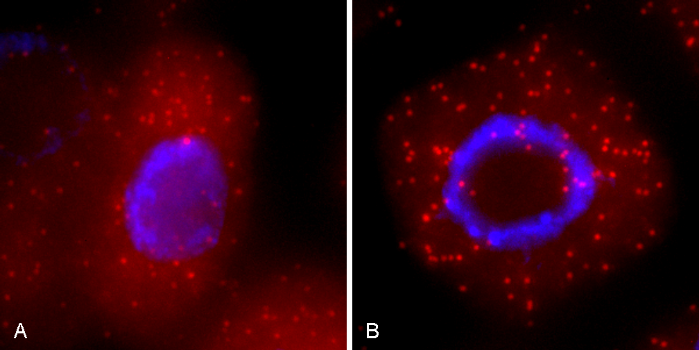 buffer comparison arabidopsis thaliana tissue