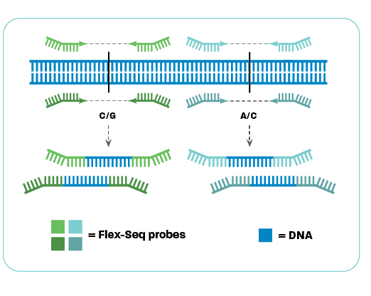 FLEX-SEQ EX-L TECHNOLOGY