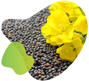 Rapeseed yellow flower