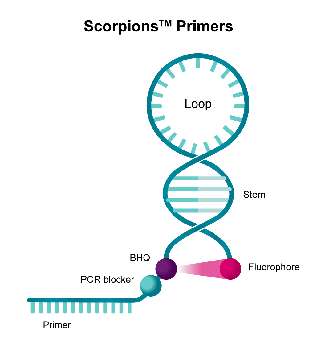 scorpions primers conceptual illustration