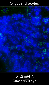 stellaris rna fish oligodendrocytes olig2 mrna